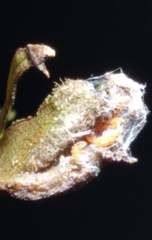 Phylloxera caryaevenae