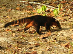 Nasua nasua