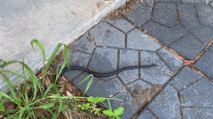 Coluber constrictor priapus