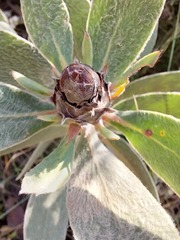 Protea