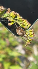 Araneus trifolium