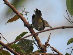 Vireo chivi