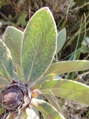 Protea
