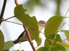 Vireo chivi