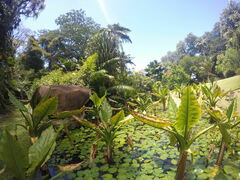 Typhonodorum lindleyanum