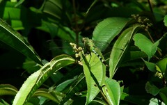 Erythemis vesiculosa