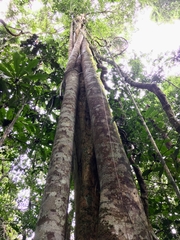 Ficus