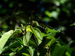 Erythemis vesiculosa