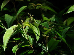 Erythemis vesiculosa