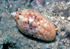 Oliva mantichora