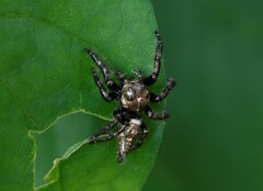 Hyllus