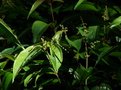 Erythemis vesiculosa