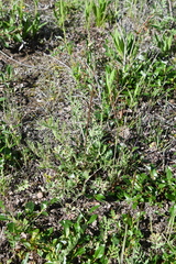 Artemisia laciniata