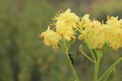 Glischrocaryon aureum