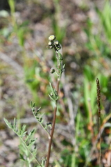 Artemisia laciniata