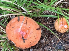 Rhodotus palmatus