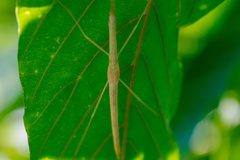 Sipyloidea