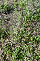 Artemisia laciniata