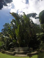 Ravenala madagascariensis