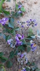 Dolichos decumbens