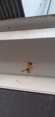 Polistes crinitus