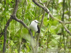 Fluvicola albiventer