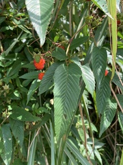Rubus fraxinifolius