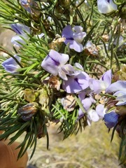 Psoralea