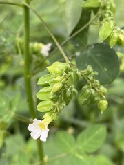 Oxalis barrelieri