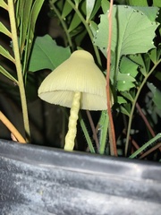 Leucocoprinus birnbaumii image