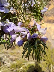 Psoralea