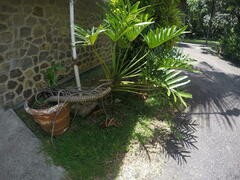 Thaumatophyllum xanadu