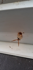 Polistes crinitus