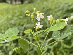 Oxalis barrelieri