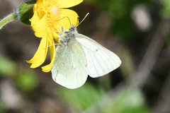 Colias tyche