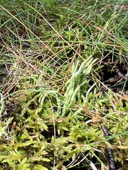 Cladonia maxima