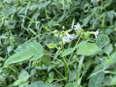 Oxalis barrelieri