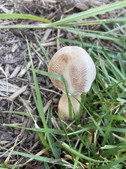 Leucoagaricus