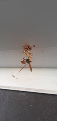 Polistes crinitus