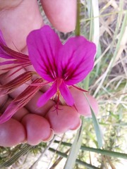 Pelargonium multicaule multicaule