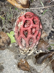 Clathrus crispus