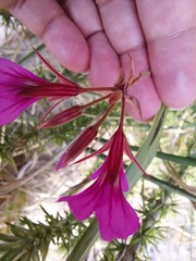Pelargonium multicaule multicaule