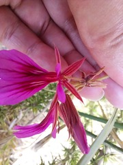 Pelargonium multicaule multicaule