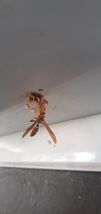 Polistes crinitus