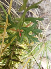 Pelargonium multicaule multicaule