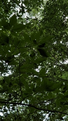 Litylenchus crenatae