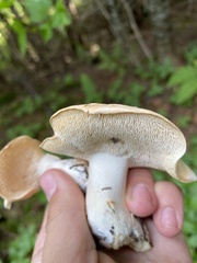 Hydnum repandum