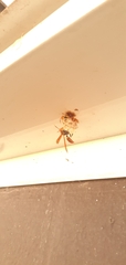 Polistes crinitus