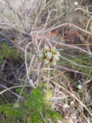 Helichrysum teretifolium