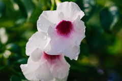 Pandorea jasminoides
